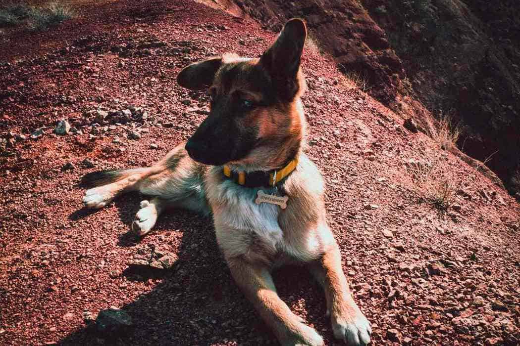 Why Do German Shepherds Smell Bad? Embora Pets