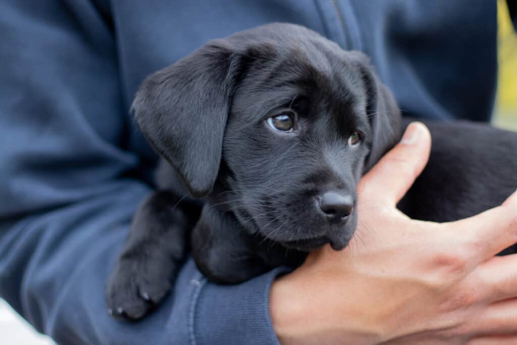 Do labradors love their owners