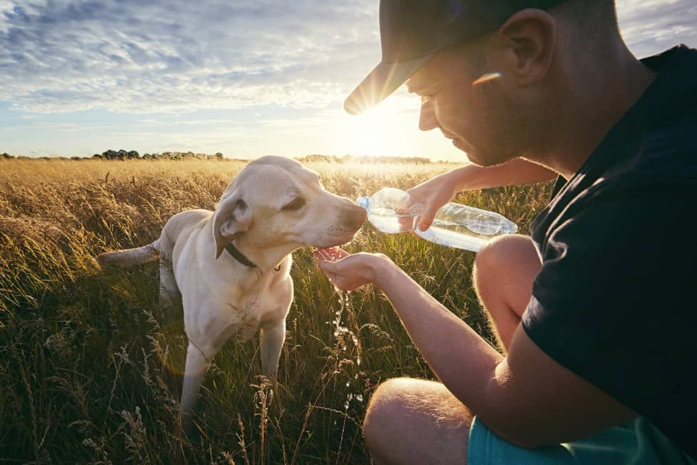 This image has an empty alt attribute; its file name is young-man-with-dog-at-sunset-in-summer-nature-thirsty-yellow-labrador-retriever-drinking-water-from_t20_6lPOw2.jpg