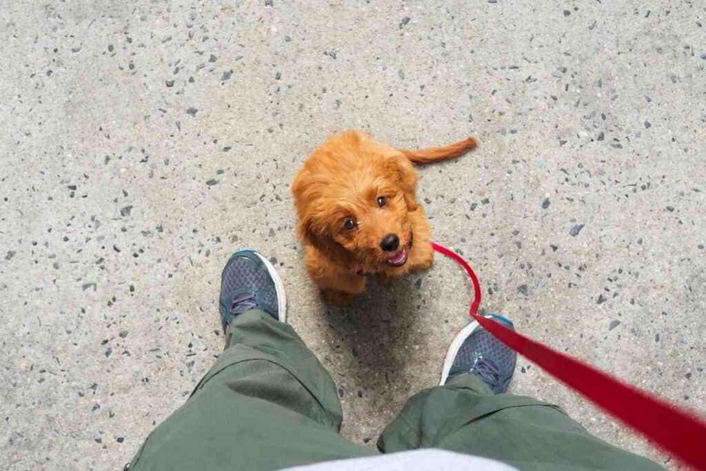 How Long Does It Take To Potty Train A Goldendoodle? #puppies #puppy #pottytraining #dogs #goldendoodles #doodles #doods
