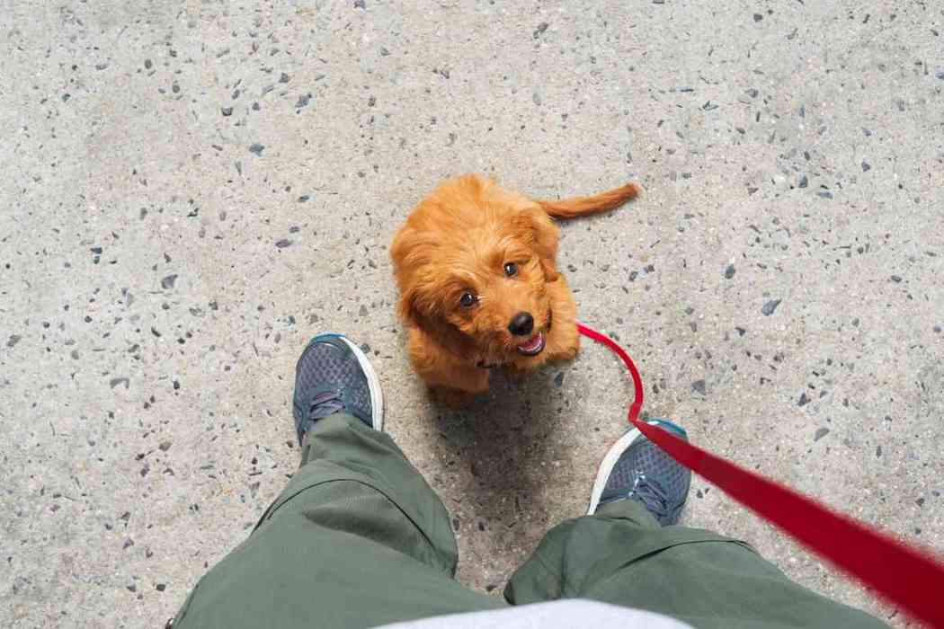 how-long-does-it-take-to-potty-train-a-goldendoodle-embora-pets