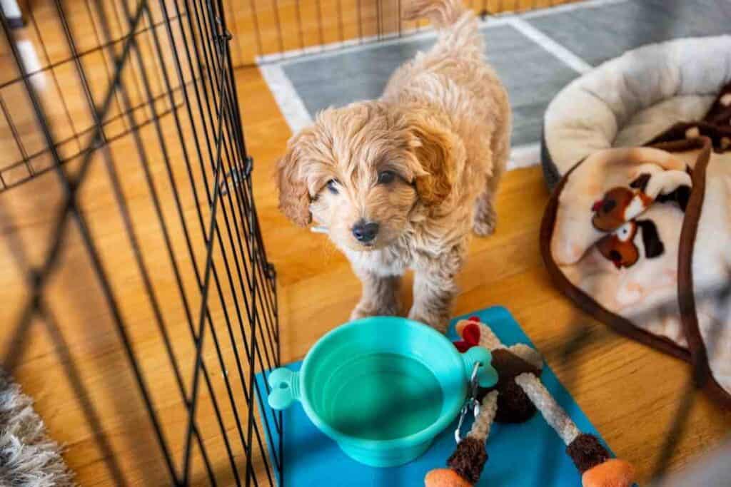 How Long Does It Take To Potty Train A Goldendoodle? #puppies #puppy #pottytraining #dogs #goldendoodles #doodles #doods
