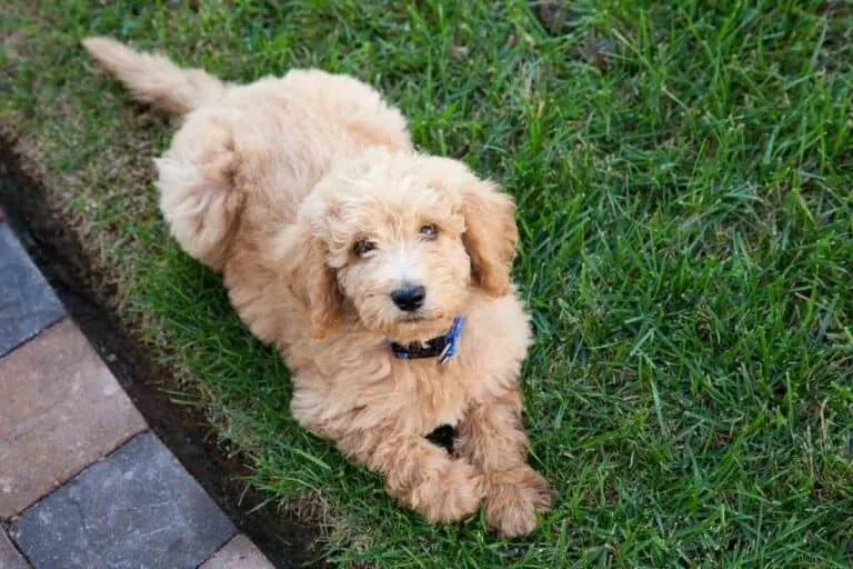 How Long Does It Take To Potty Train A Goldendoodle?