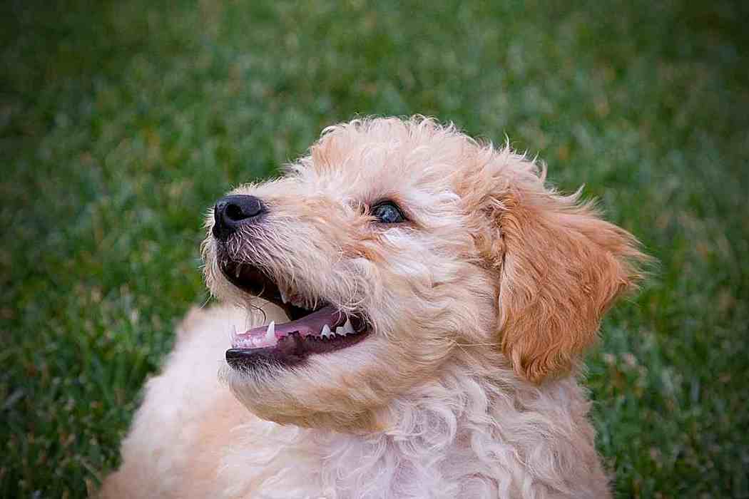 How Long Is A Dog Considered A Puppy? Embora Pets