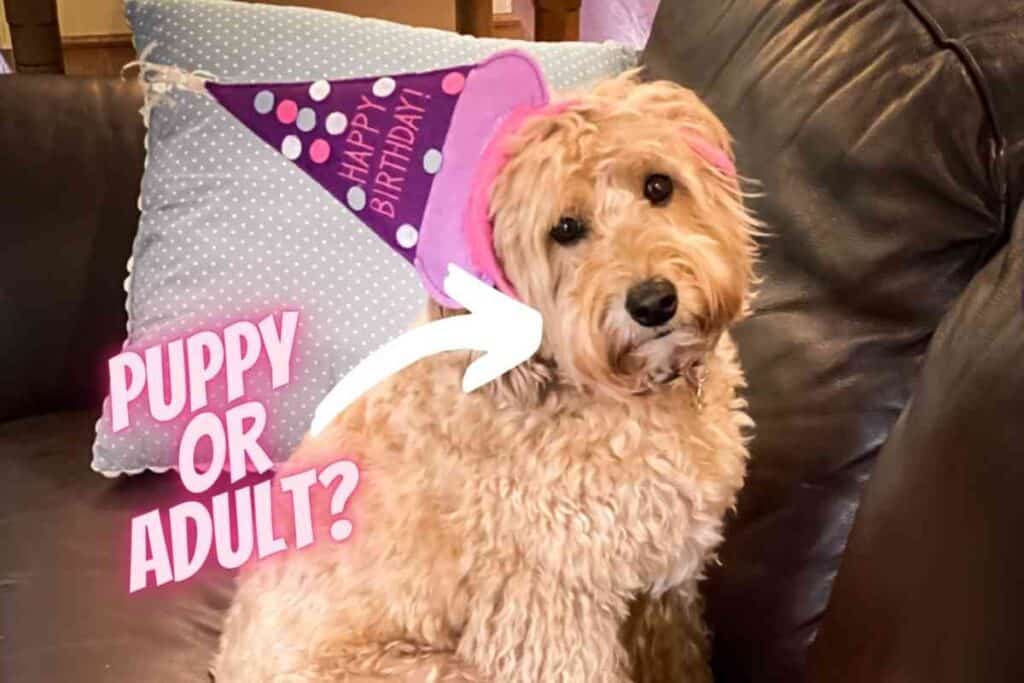 How Long Is A Dog Considered A Puppy Embora Pets