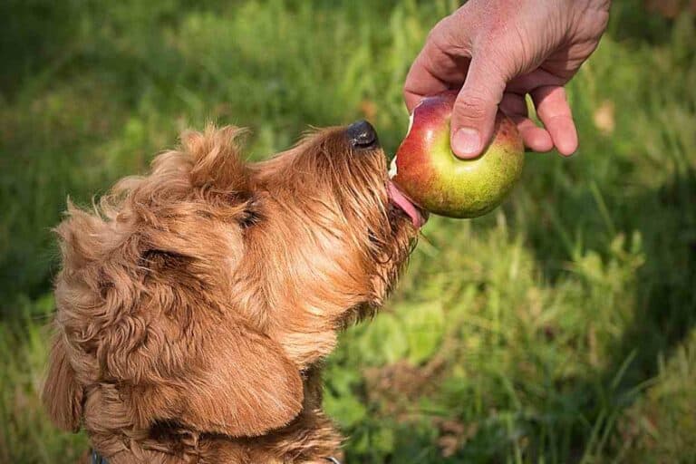 how-long-is-a-dog-considered-a-puppy-embora-pets