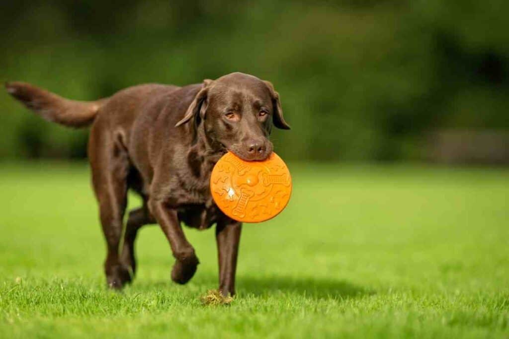 What Temperature Is Too Hot For Labradors? #dogs #puppies #labs #labrador #workingdog #gundogs #pets