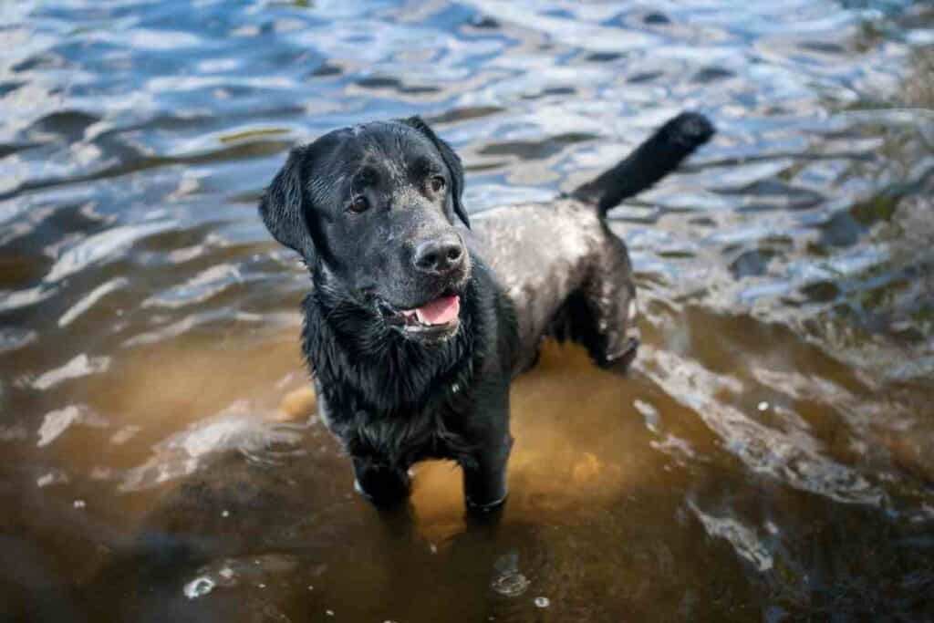 What Temperature Is Too Hot For Labradors? #dogs #puppies #labs #labrador #workingdog #gundogs #pets