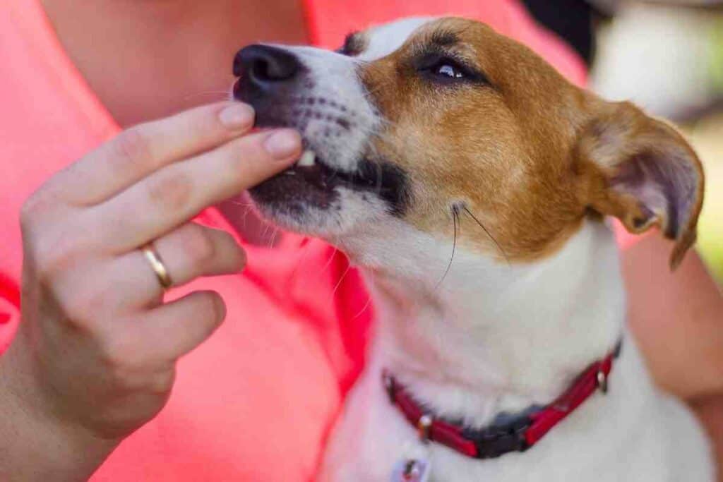 Are Jack Russell Terriers Easy To Train?