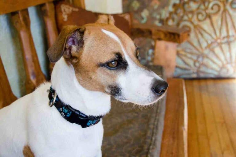 Are Jack Russell Terriers Good Family Dogs?