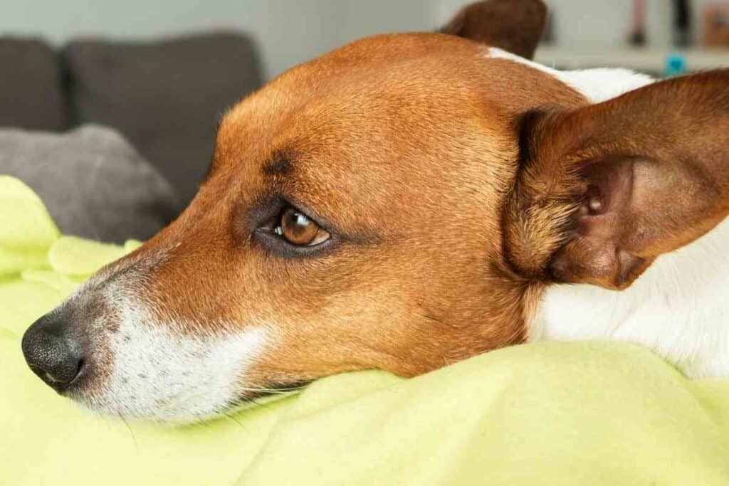 Are Jack Russells Lap Dogs?