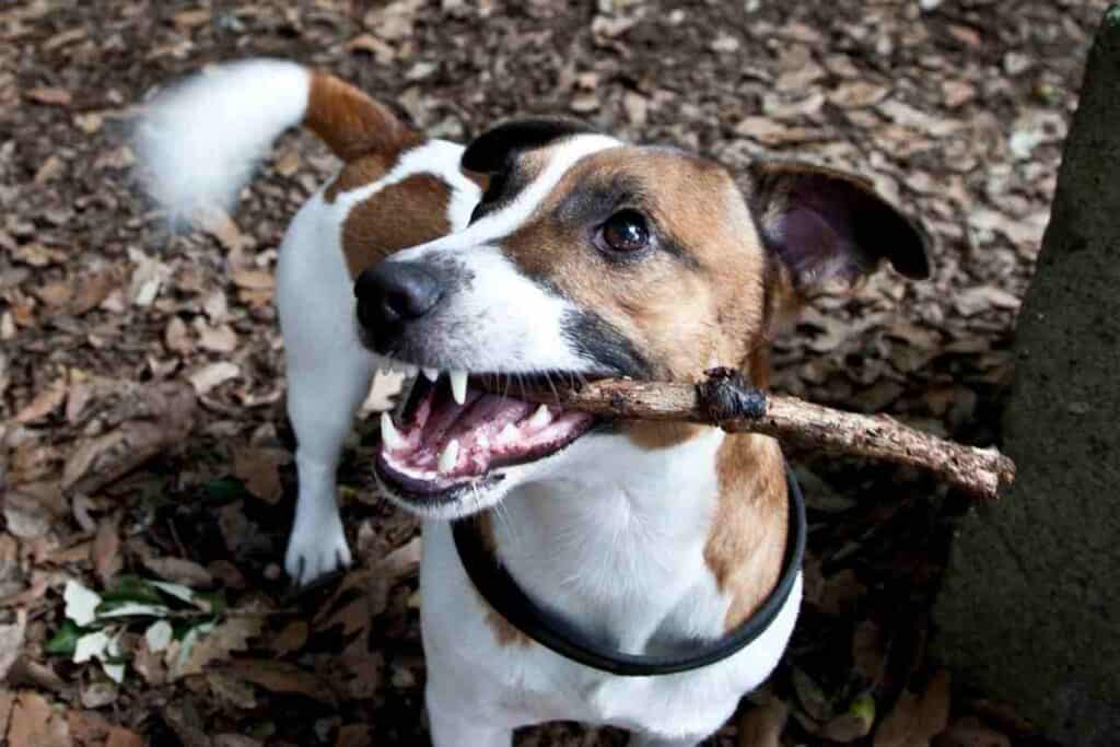 At What Age Do Jack Russells Calm Down Embora Pets