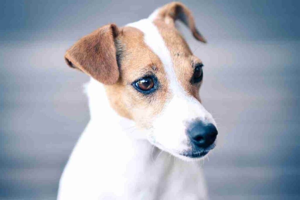 are jack russells hypoallergenic