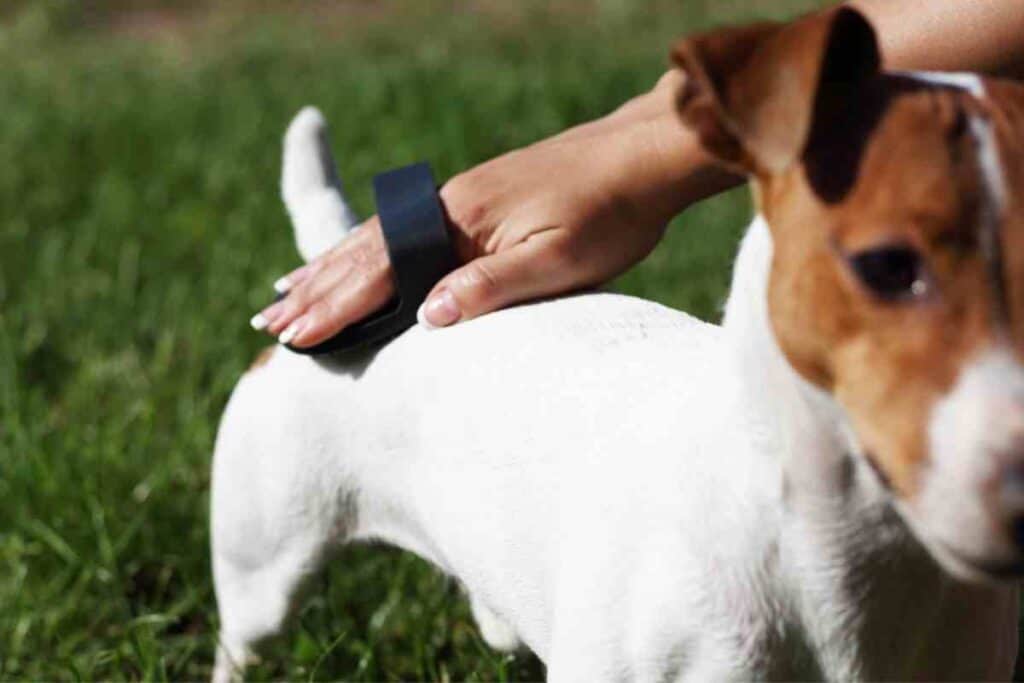 Do Jack Russells Shed A Lot 2 1 Do Jack Russells Shed A Lot