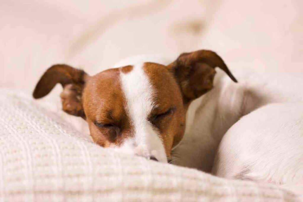 Is it Normal for Jack Russells to Sleep a Lot?