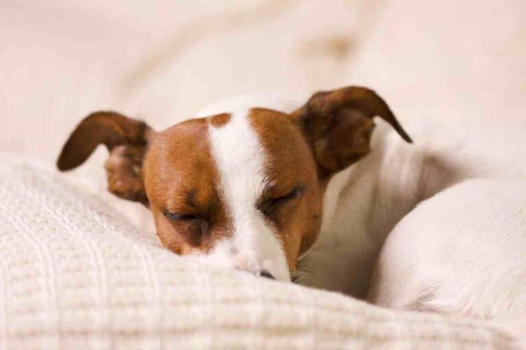 Is it Normal for Jack Russells to Sleep a Lot? - Embora Pets