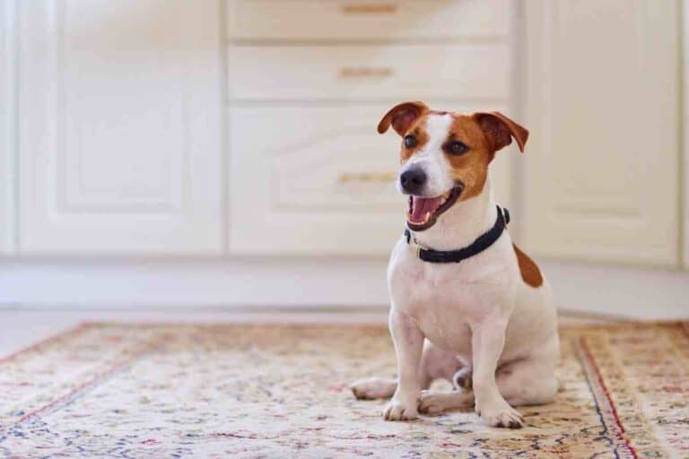 Jack Russells, Are They Affectionate Dogs?