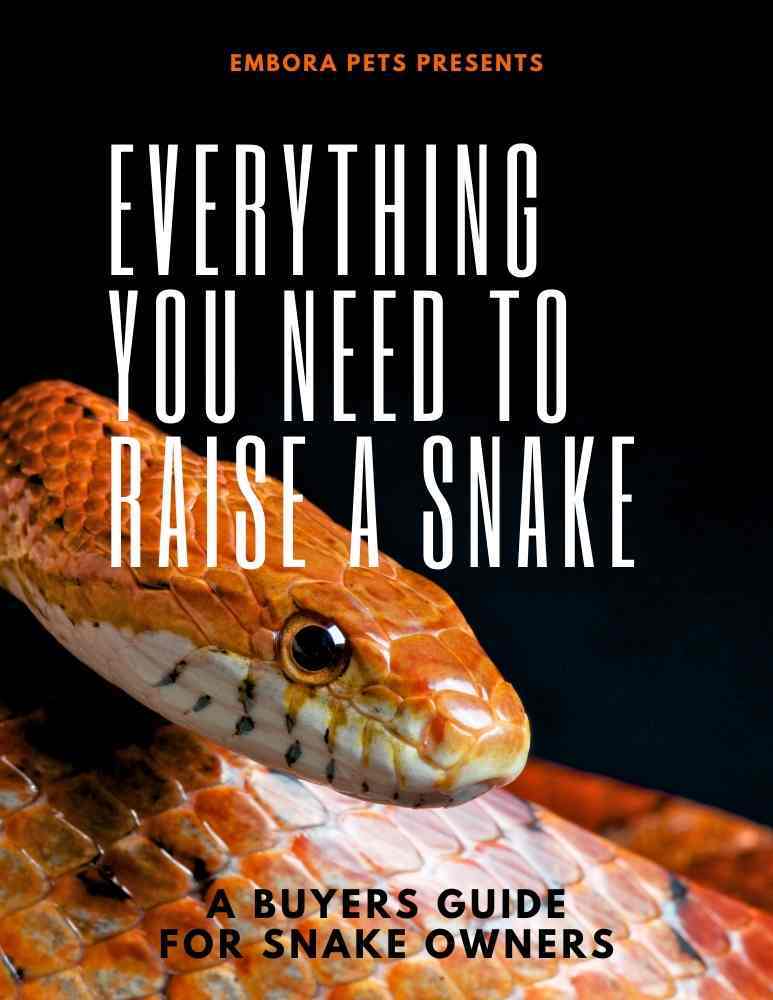 Snake Buyer Guide - everything you need to buy to raise a pet snake