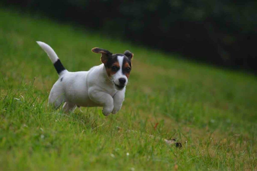 are all jack russells hyper