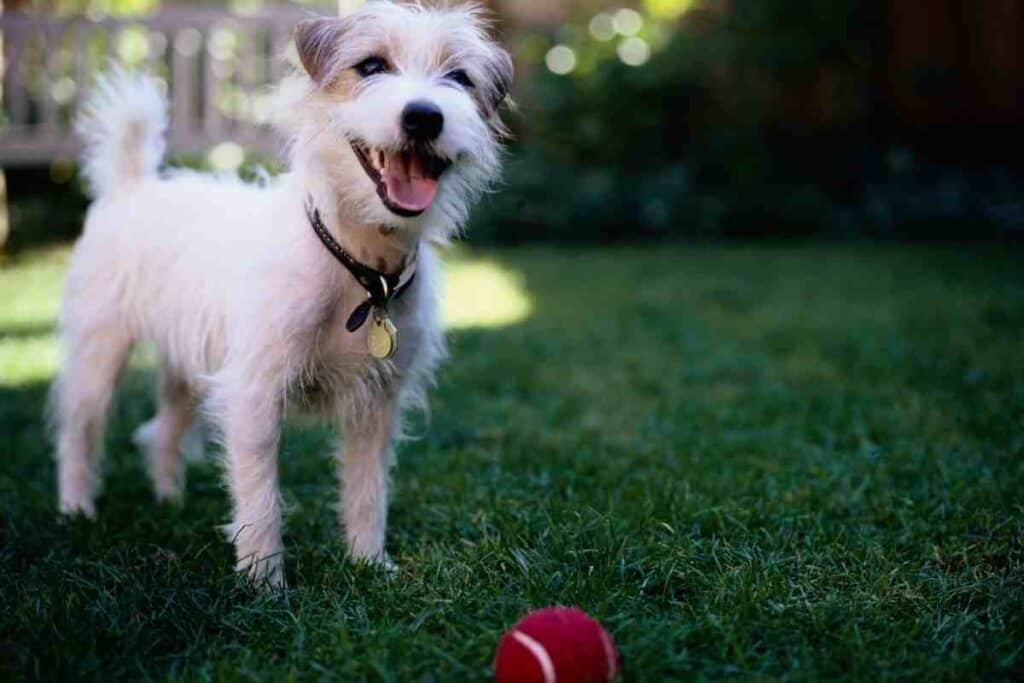 Can A Jack Russell Kill A Fox? Embora Pets