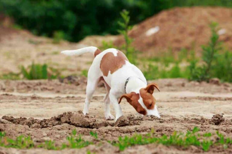 Why Do Jack Russells Dig So Much?