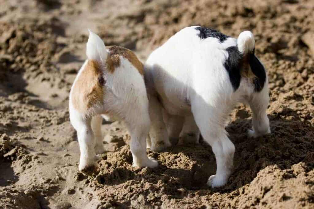 Why do Jack Russells Dig So Much