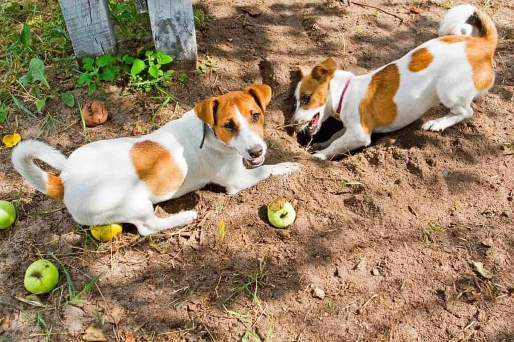 Why do Jack Russells Dig So Much