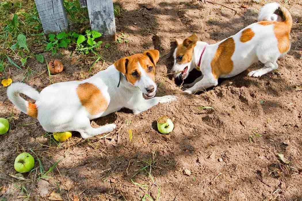 Why Do Jack Russells Dig So Much? Embora Pets