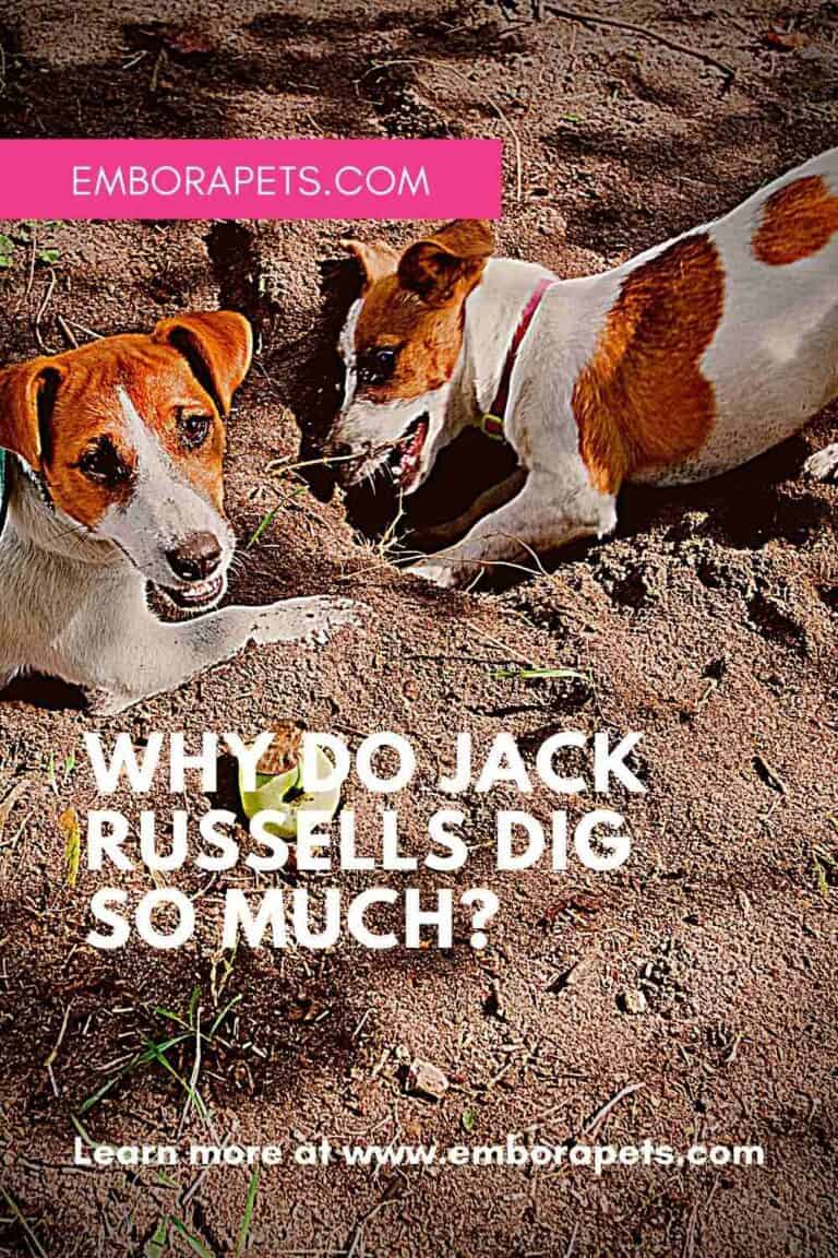 Why do Jack Russells Dig So Much_ EMBORA PETS (1) Embora Pets