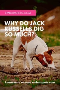Why do Jack Russells Dig So Much