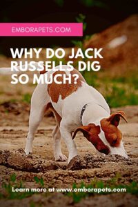 Why do Jack Russells Dig So Much