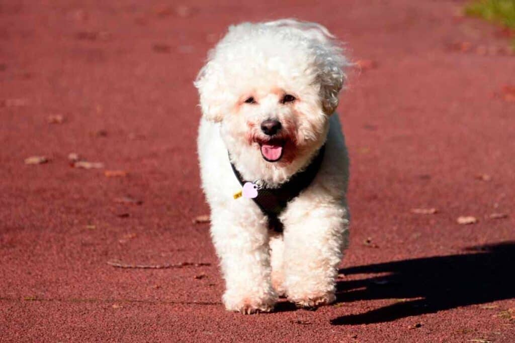 Bichon Frise: What Can And Cannot Bichons Eat? - Embora Pets