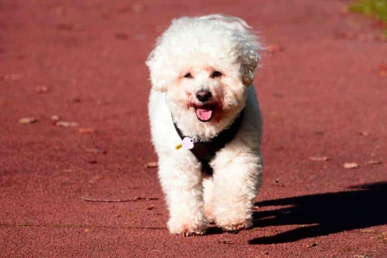 Bichon Frise: What Can And Cannot Bichons Eat?