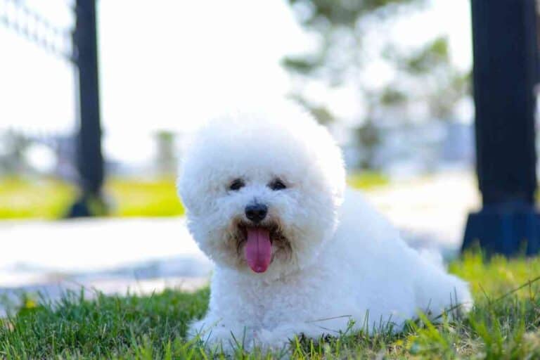Why do Bichons Lick so Much?
