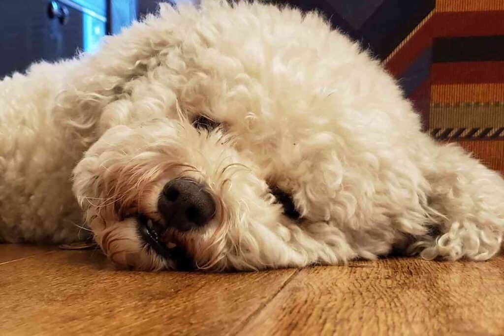 Do Bichon Frises Sleep a Lot?