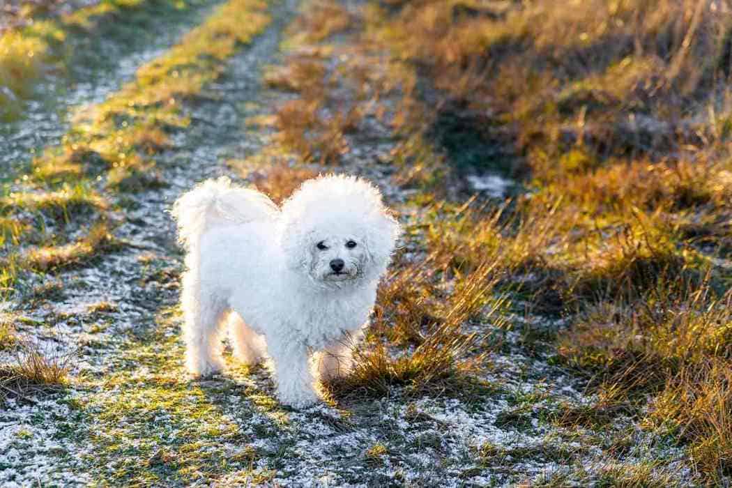 are bichon frises smart dogs