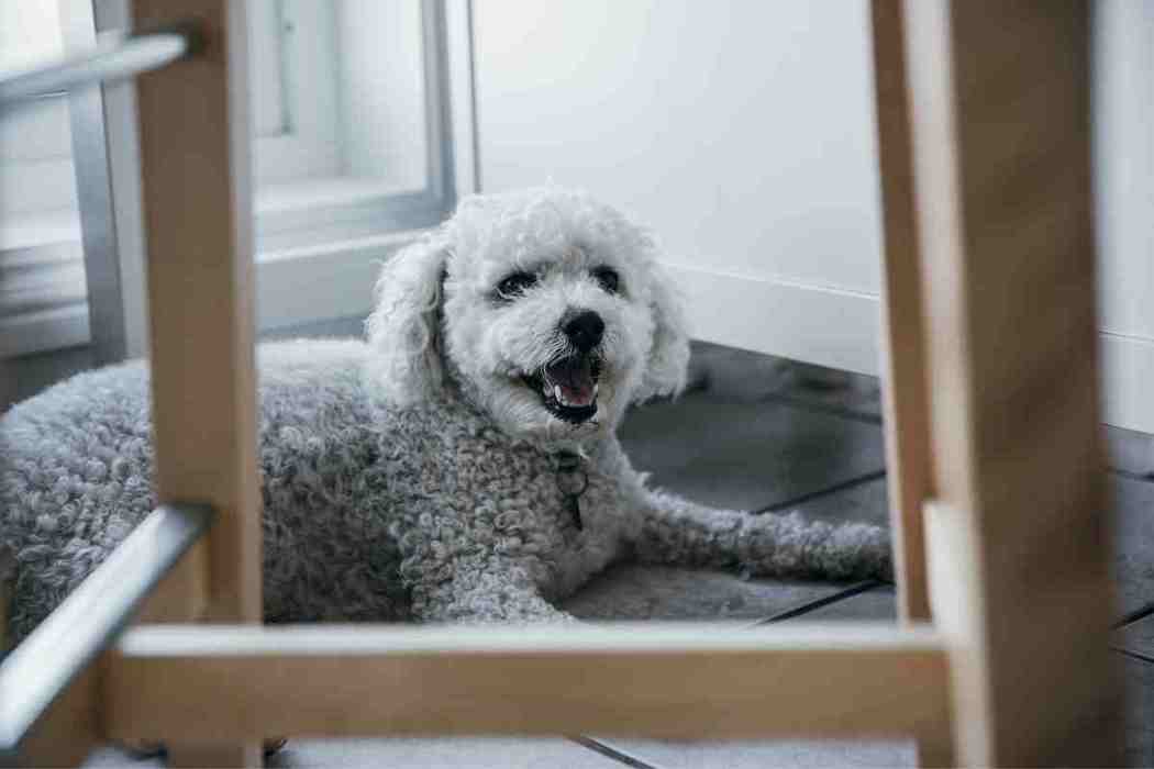 can bichons be left alone