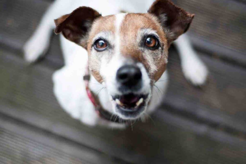 are parson russell terrier noisy