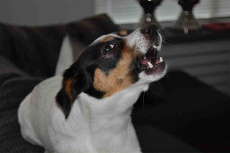 Do Jack Russell Terriers Bark a Lot?