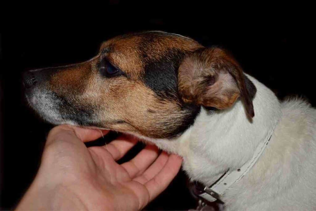 Do Jack Russells Attach to One Person?