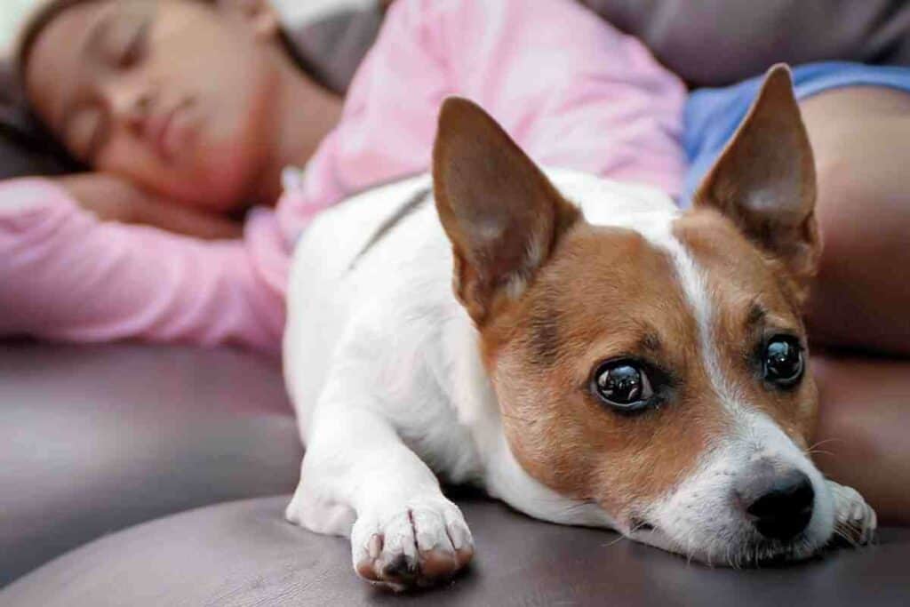 Does A Jack Russell Like To Cuddle Embora Pets