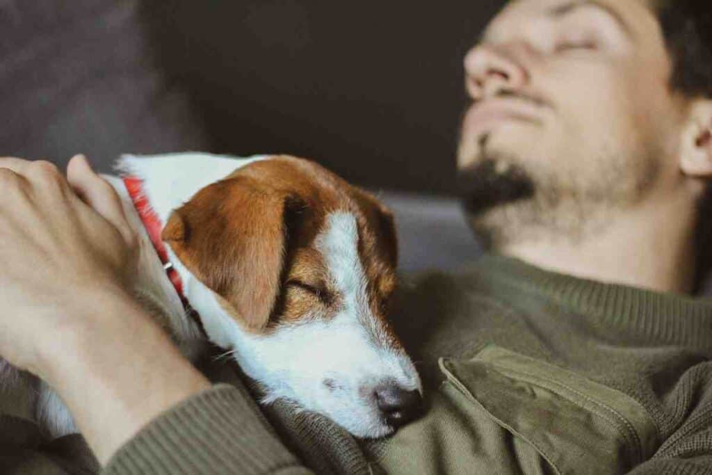 At What Age Do Jack Russells Calm Down? Embora Pets