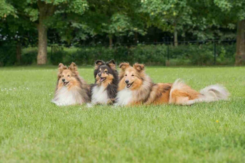 How Big Do Shetland Sheepdogs Get? [Sheltie]