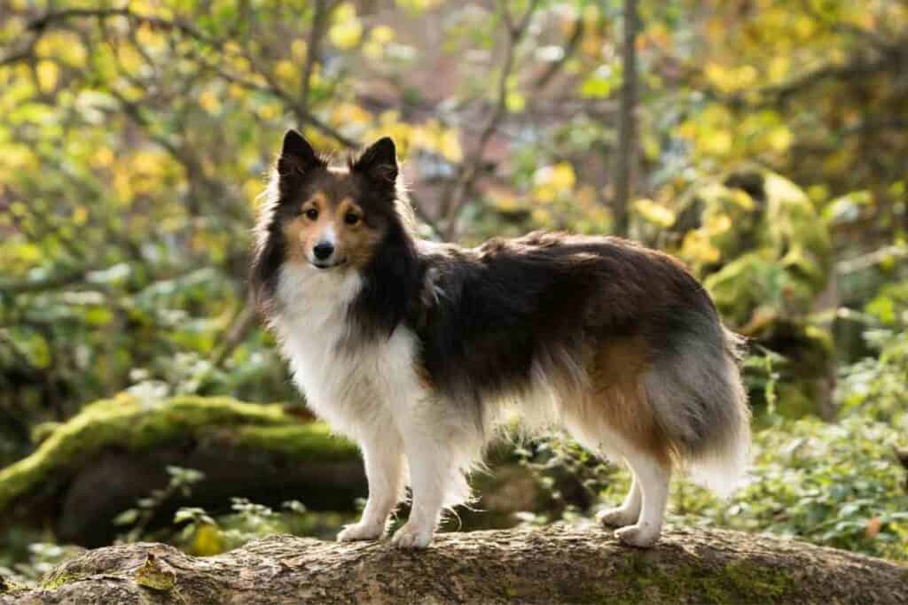 When Should A Sheltie / Shetland Sheepdog Be Spayed? Embora Pets