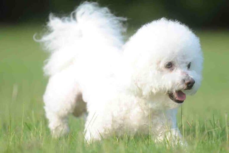How Often Does a Bichon Frise go Into Heat?