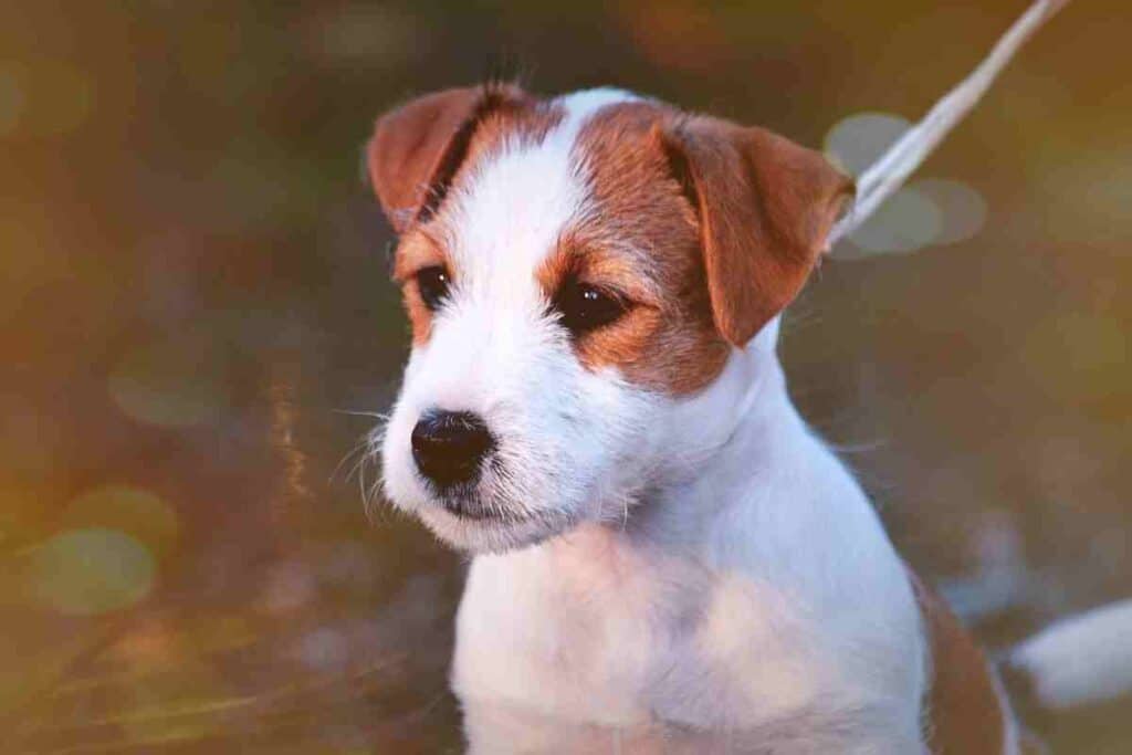 How big do Jack Russell Terriers Get How big do Jack Russell Terriers Get?