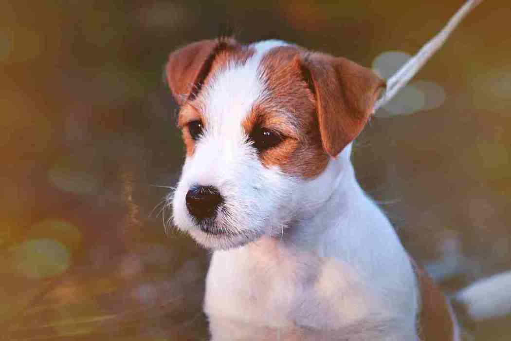black and white adult jack russell terrier