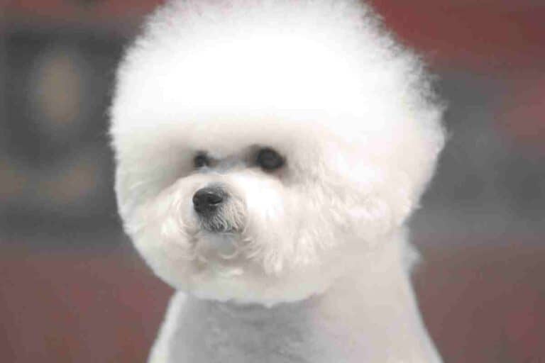 When Does a Bichon Frise’s Hair go Curly?