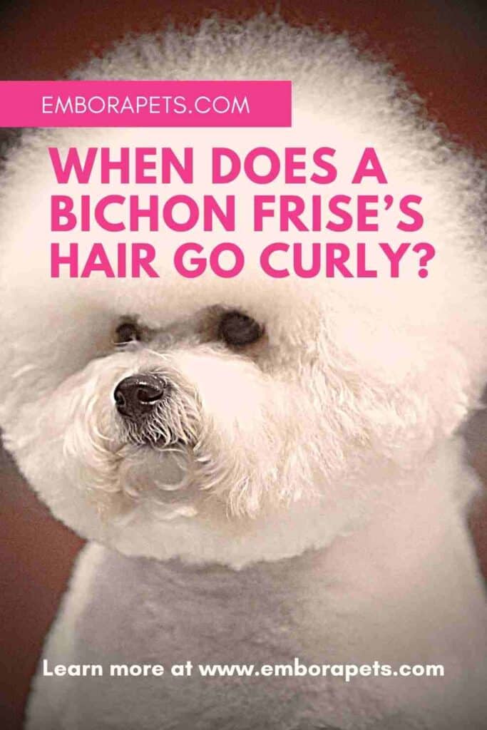 when-does-a-bichon-frise-s-hair-go-curly-embora-pets-1-embora-pets