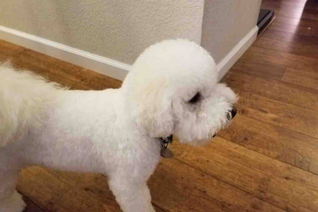 Are Bichon Frises Hypoallergenic - #puppy #puppies #shedding #allergenic #allergies